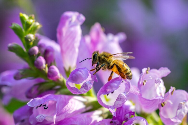 Kw30 Bienengarten